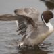 Pintail flapping