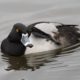 Ring-necked Duck scratching