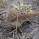 Song Sparrow in the grass