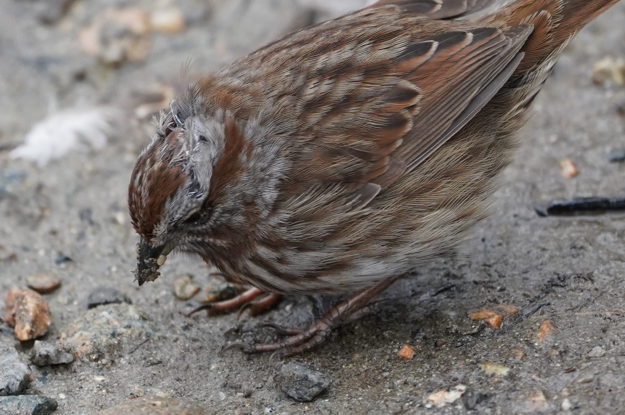 Song Sparrow