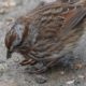 Scruffy Song Sparrow
