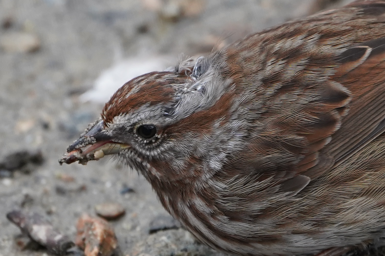 Song Sparrow