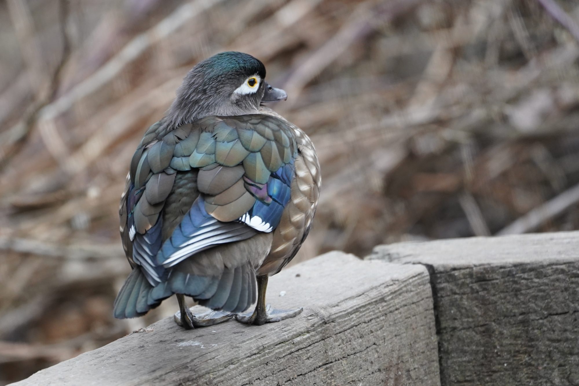 Wood Duck