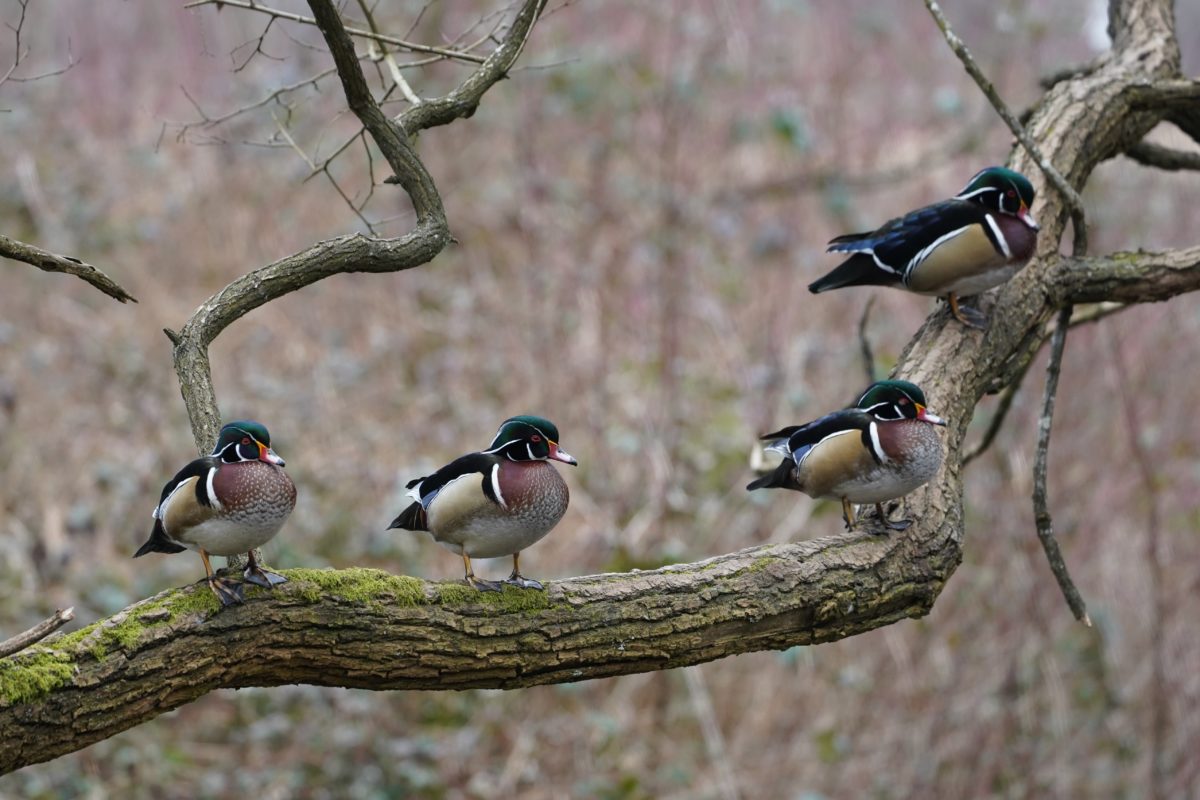 Four Wood Ducks
