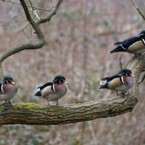 Four Wood Ducks