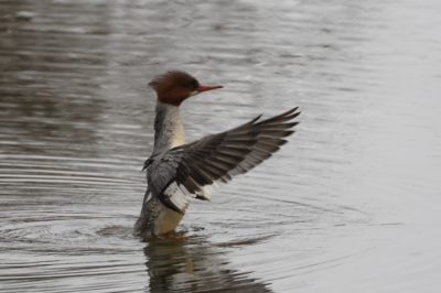 Common Merganser