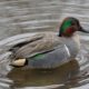 Green-winged Teal, rippling