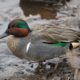 Green-winged Teal on the bank