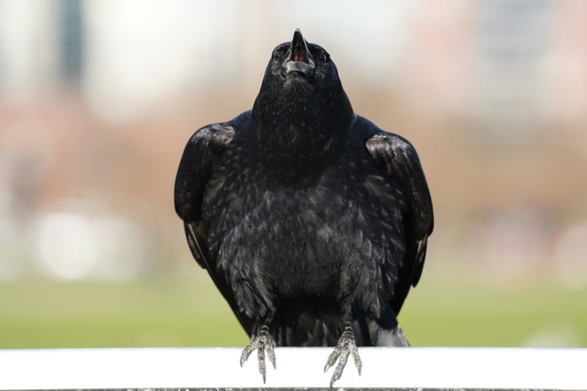 Cawing crow