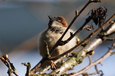 House Sparow