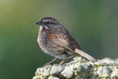 Song Sparrow