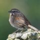 Song Sparrow