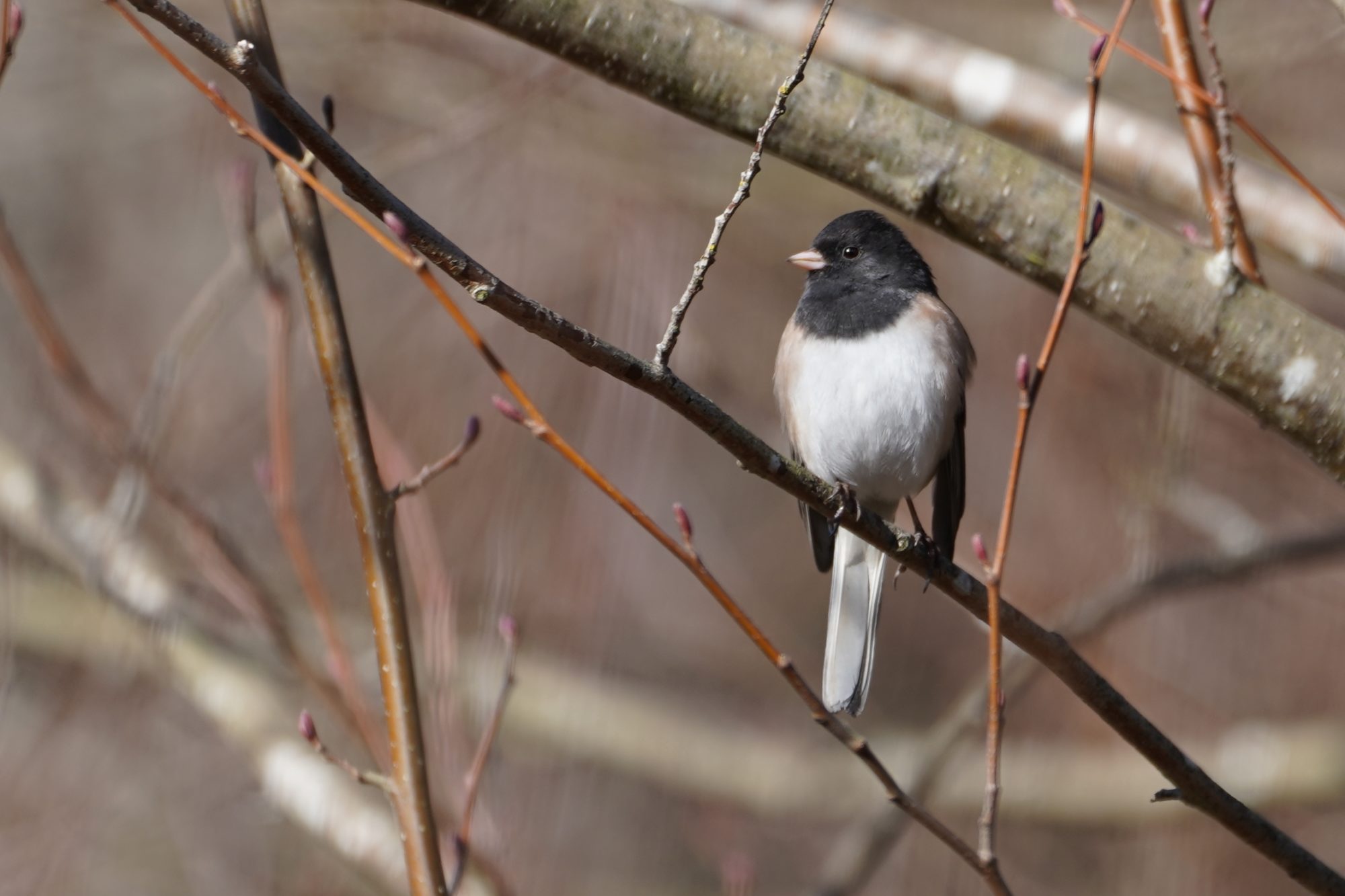 Dark-eyed junco