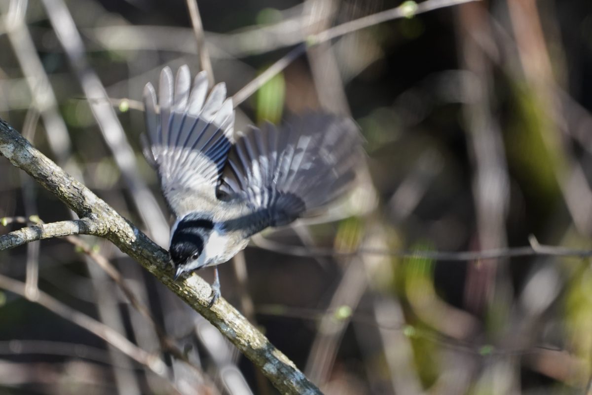 Chickadee taking flight