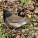 Junco holding a seed