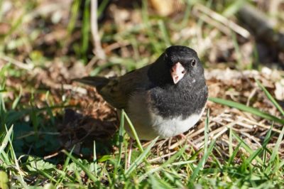 Dark-eyed junco