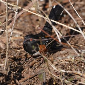 Spotted towhee