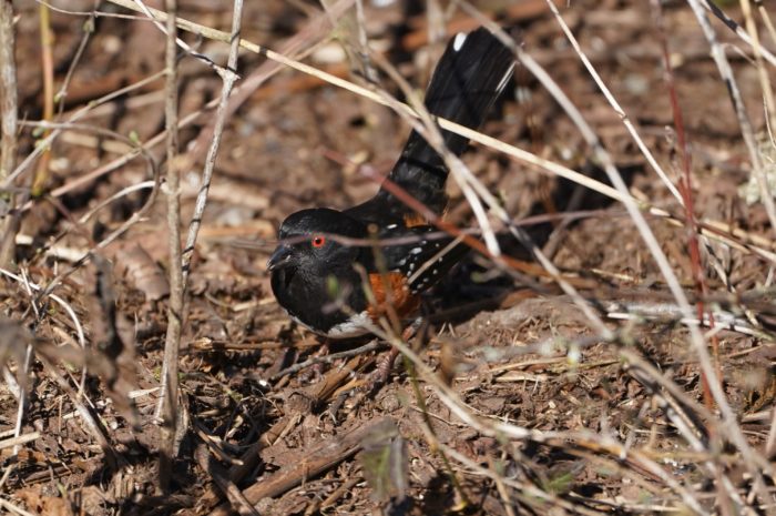 Spotted towhee