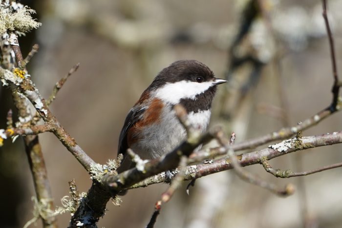 Chestnut-backed chickadee