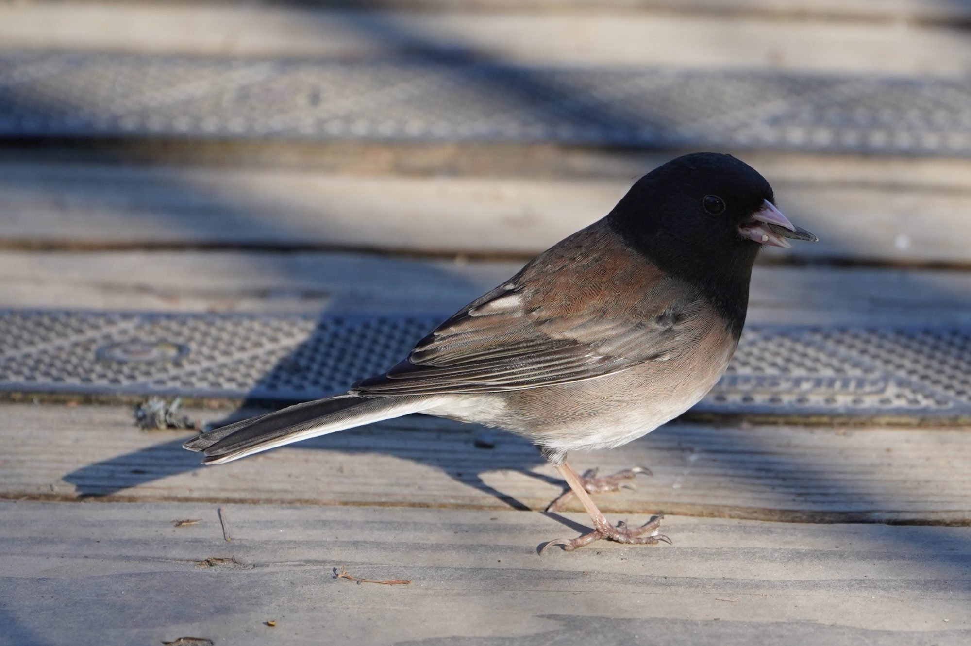 Dark-eyed junco