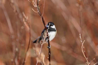 Chickadee hiding