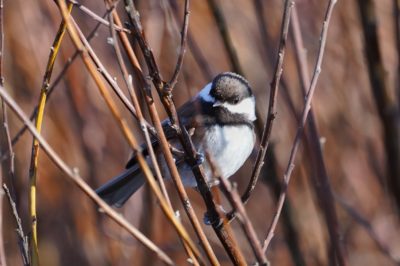Chestnut-backed chickadee