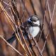 Chickadee in the open