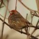 House Finch profile, golden hour