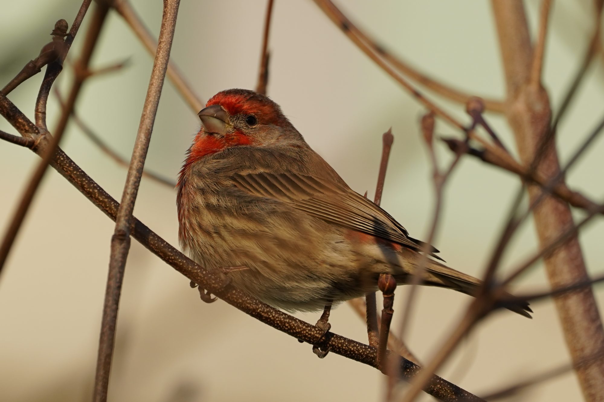 House Finch