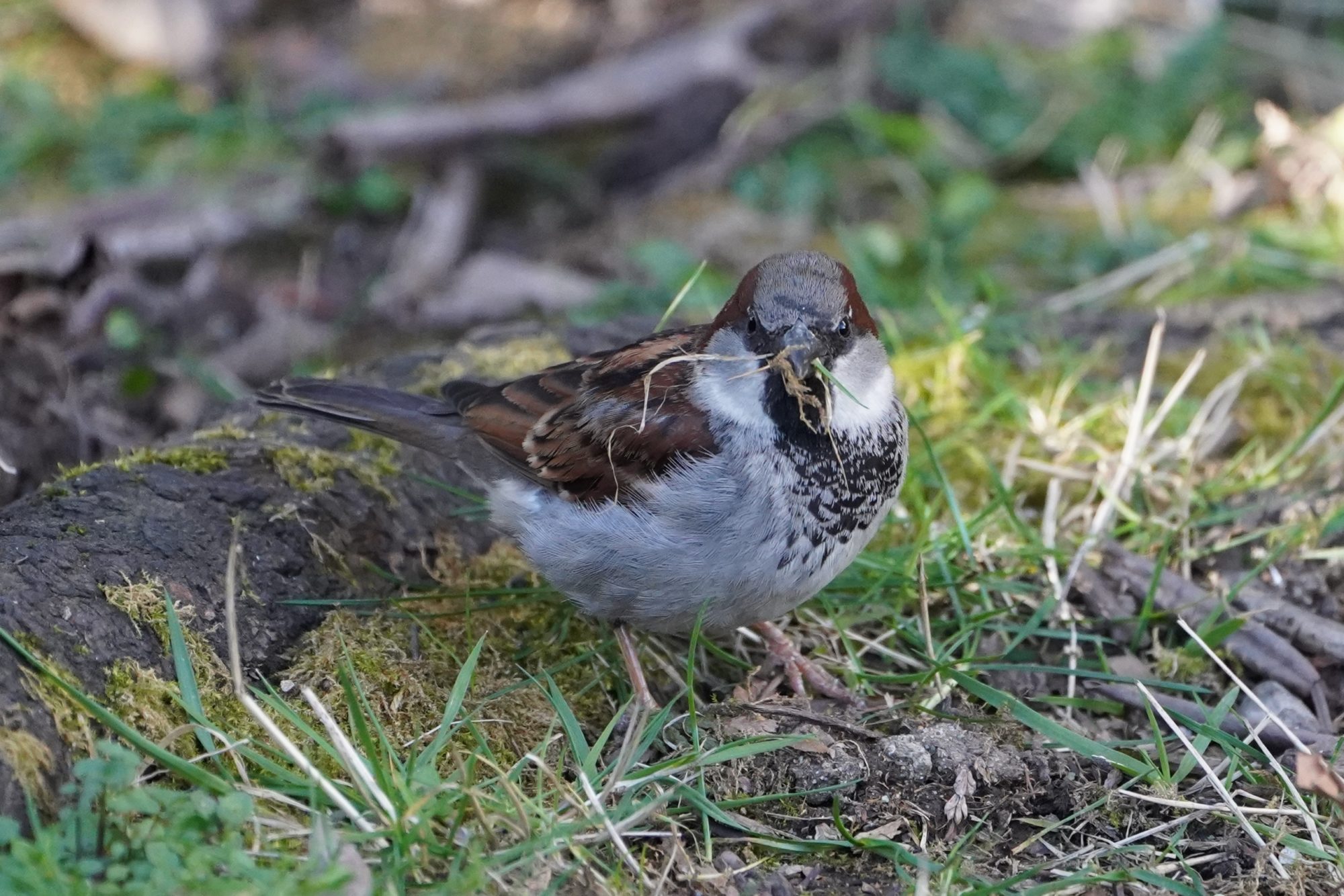 House sparrow