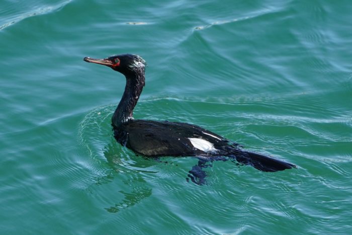 Pelagic cormorant