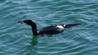 Pelagic cormorant