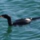 Cormorant with prey