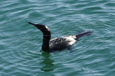 Pelagic cormorant