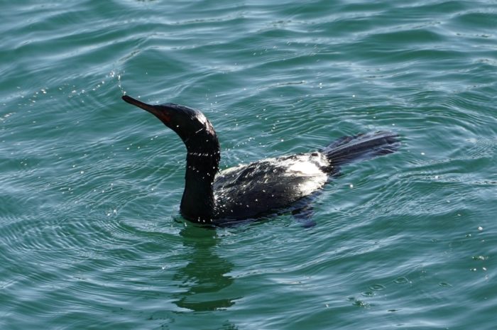 Pelagic cormorant