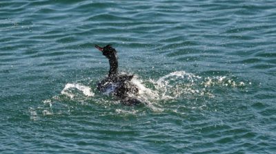 Pelagic cormorant