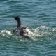 Cormorant splashing