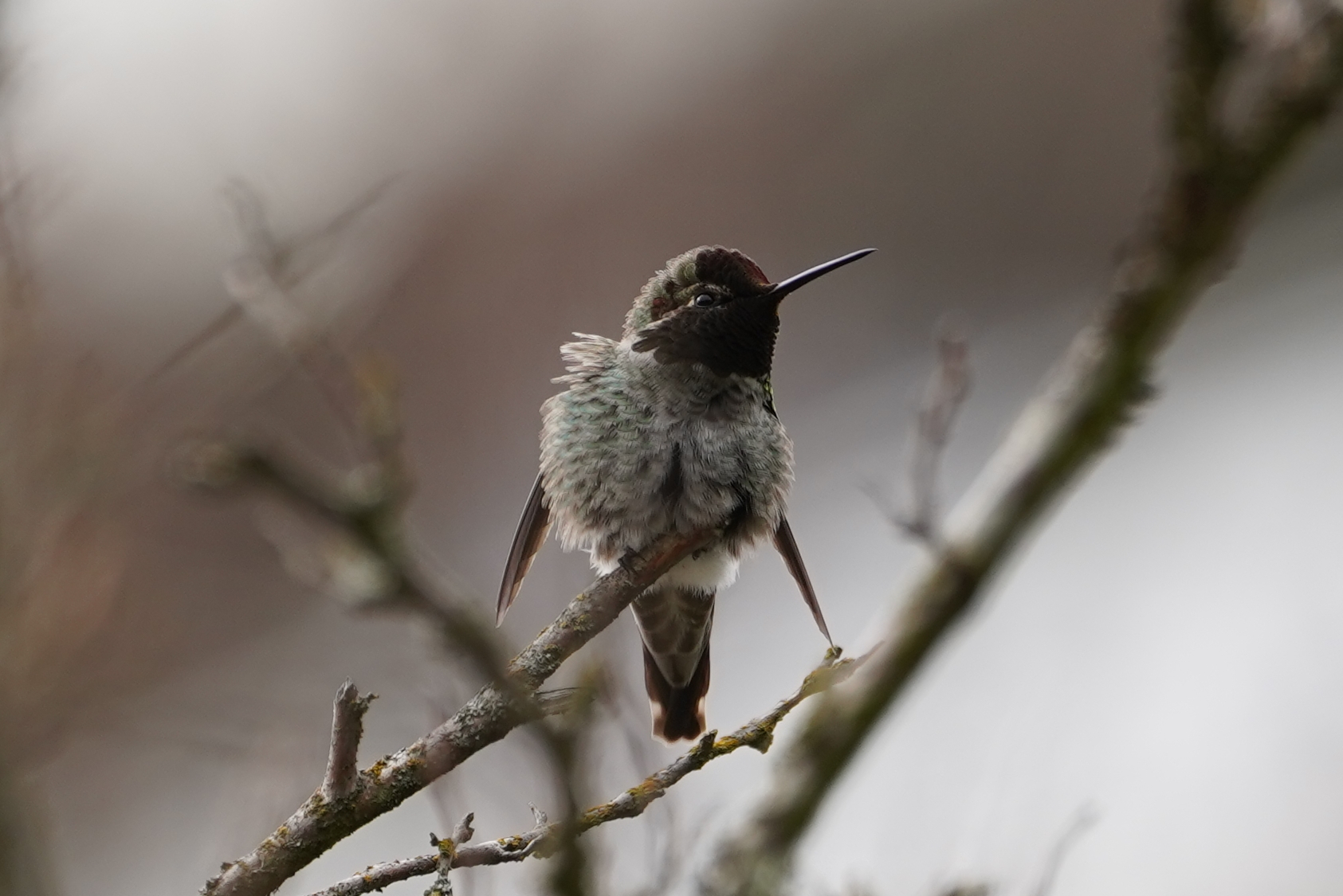 Anna's hummingbird