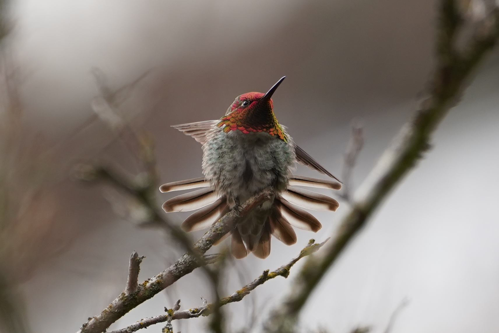 Anna's hummingbird