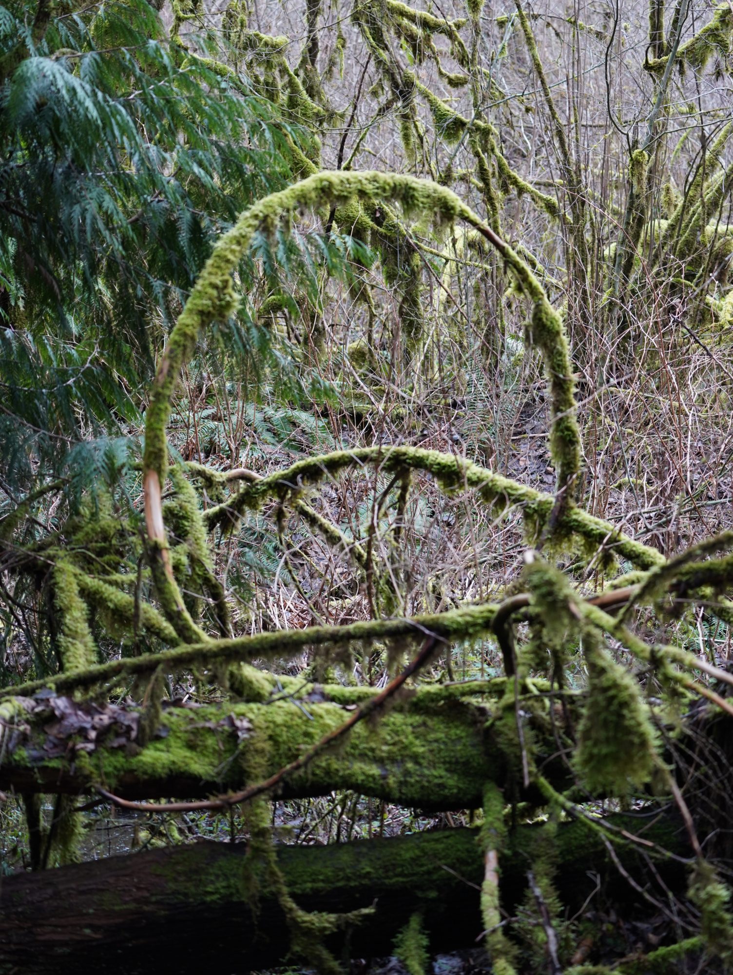 Mossy branches