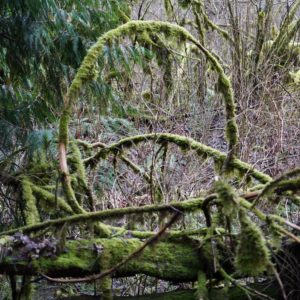 Mossy branches