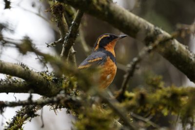 Varied Thrush