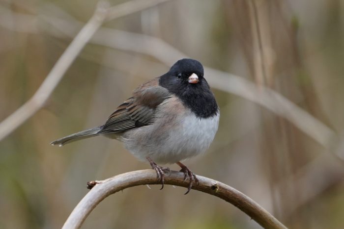 Dark-eyed Junco