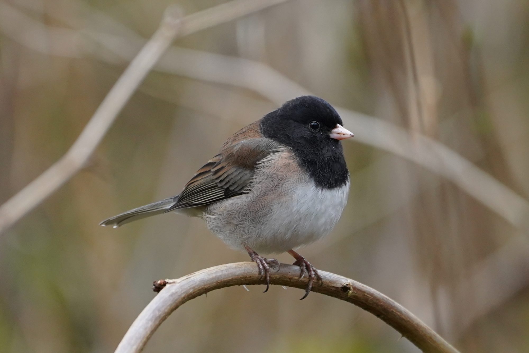 Dark-eyed Junco