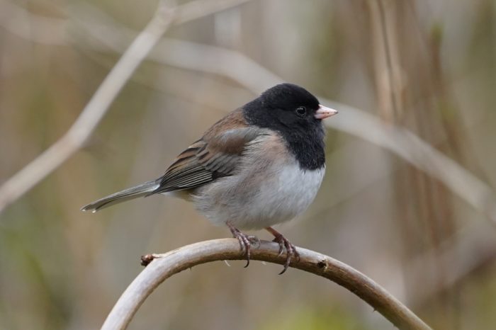 Dark-eyed junco