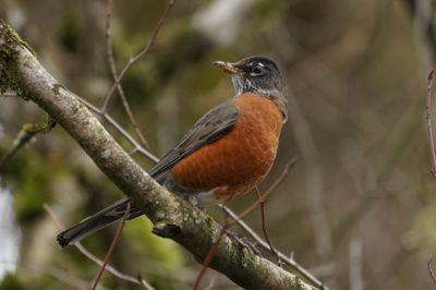 Robin