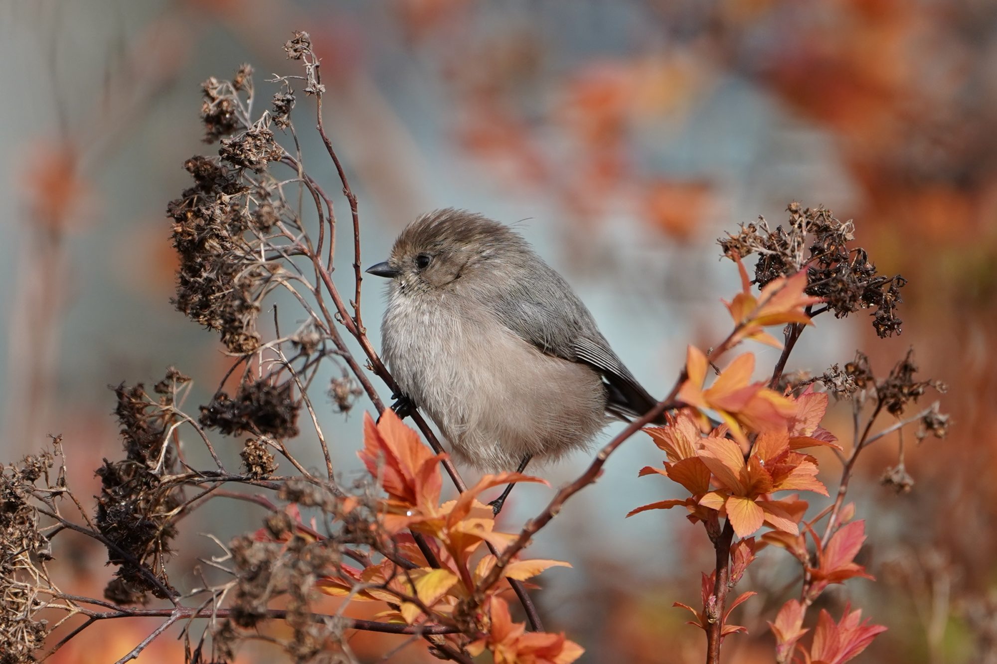 Bushtit