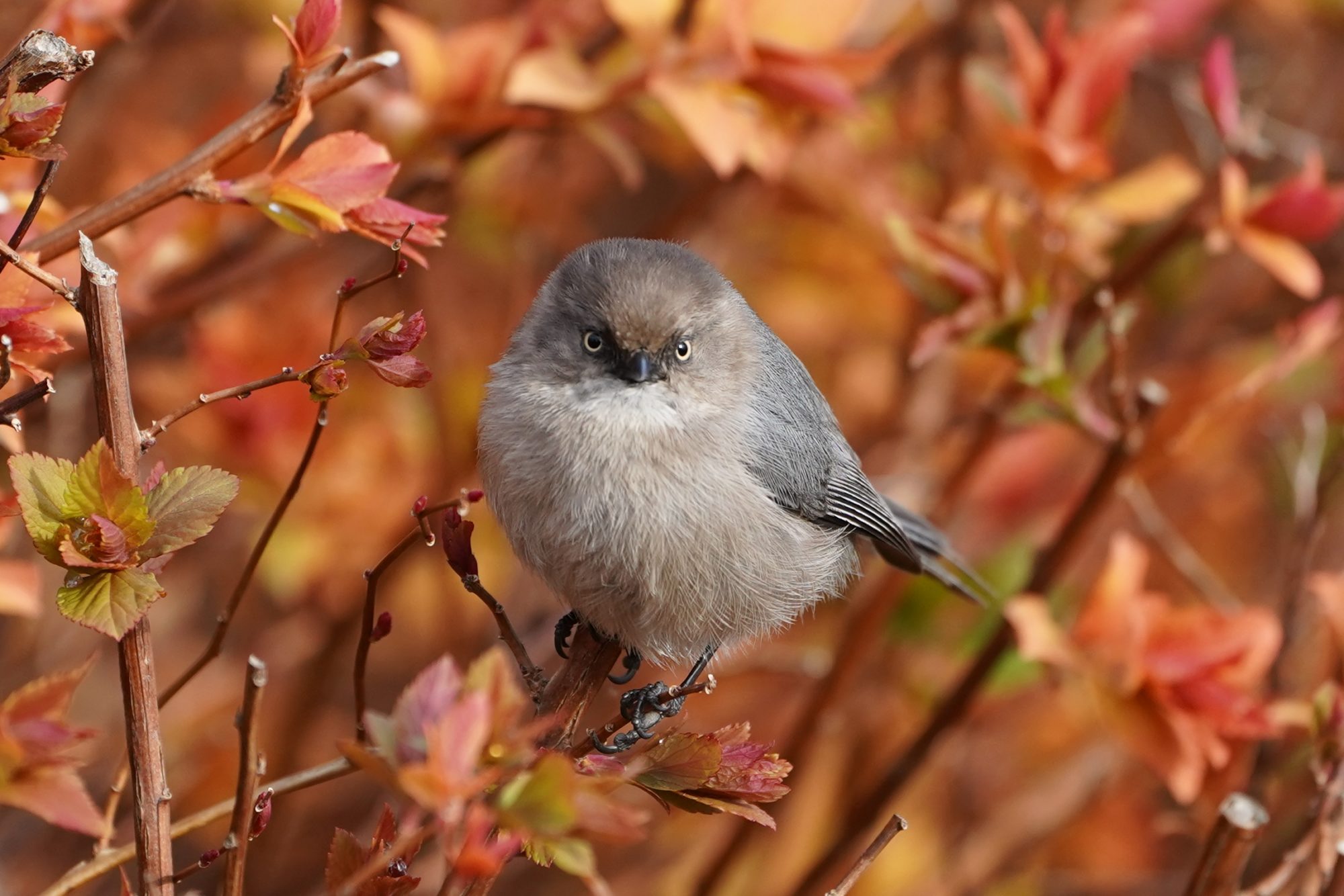 Bushtit