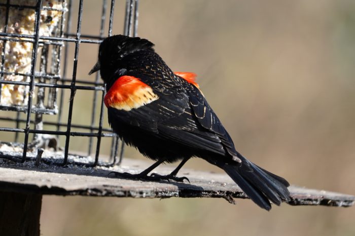 Red-winged blackbird