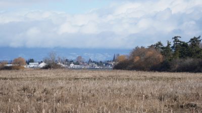 Reifel scenery